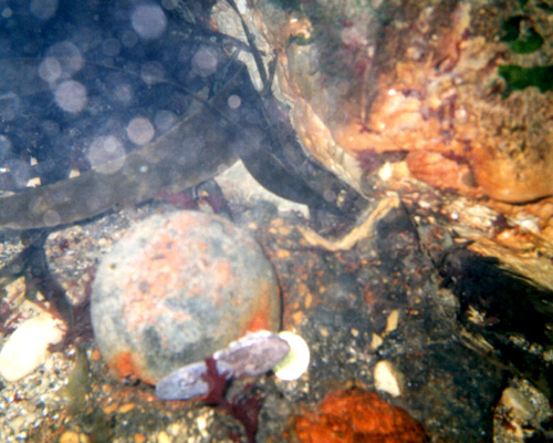 Cannon ball as it was found on seabed.