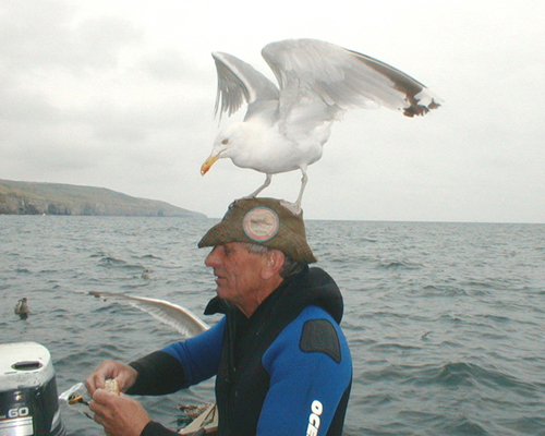 Seagull sitting on divers head.